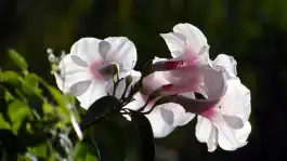 Bower Plant
